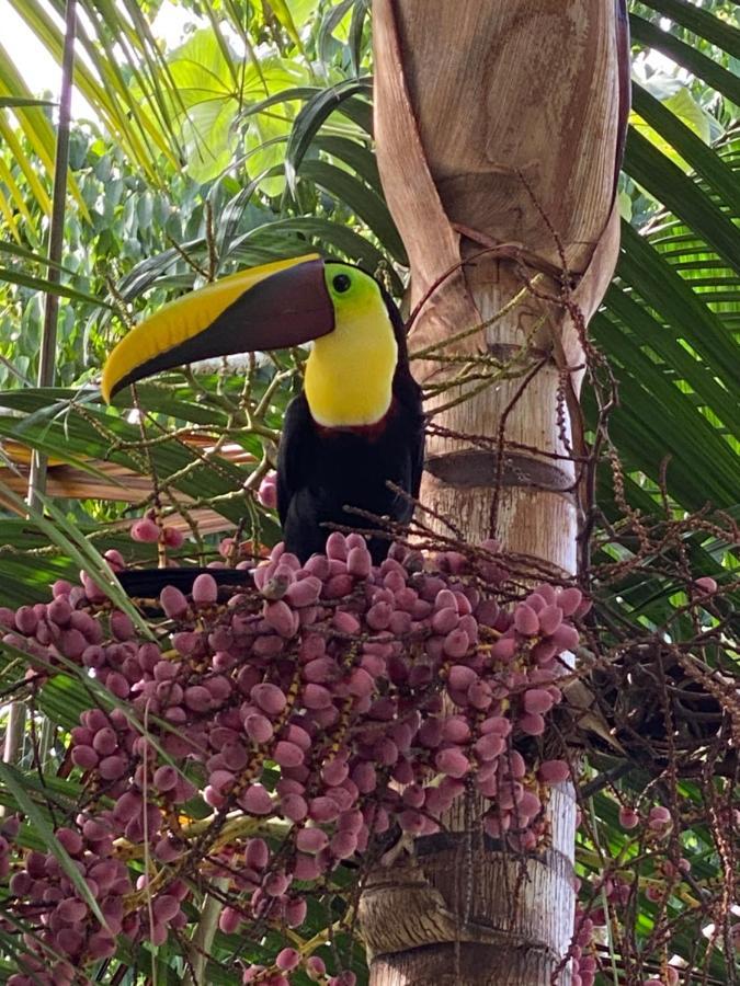 Casa Libertinn Manuel Antonio Esterno foto